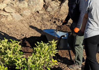 Haies des agrumes - les plants sont prêts