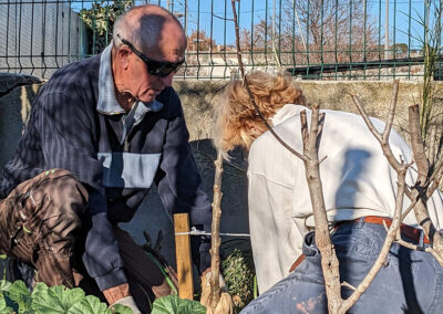 Haies nord coupe-vent - plantation d'un peuplier