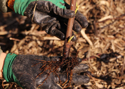 Verger syntropique - plantation d'un figuier