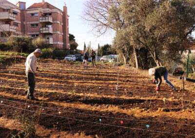 Verger syntropique -plantation