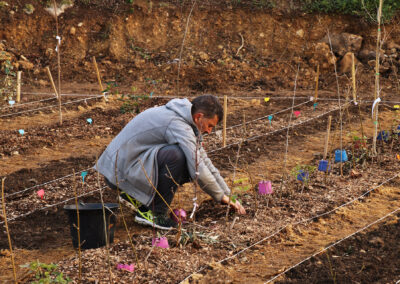 Verger syntropique -plantation