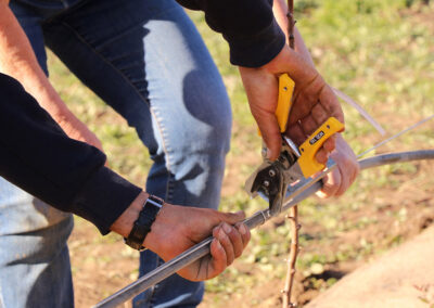 vvoum - verger scientifique - pose du cable